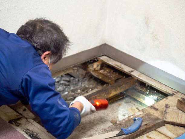 Trusted Arabi, LA Mold Removal Experts