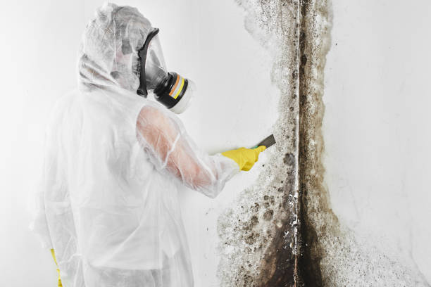 Best Fast Mold Removal  in Arabi, LA