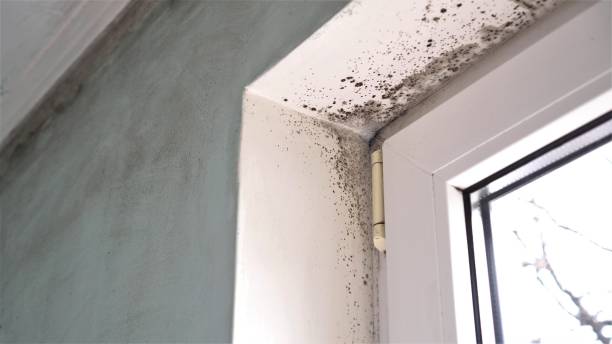 Attic Mold Removal in Arabi, LA