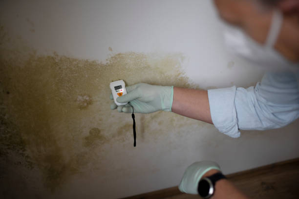 Best Attic Mold Removal  in Arabi, LA