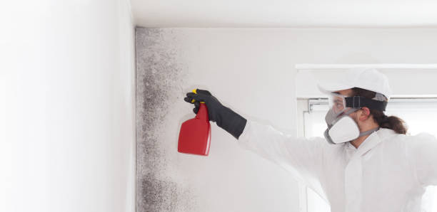 Mold Removal and Inspection in Arabi, LA