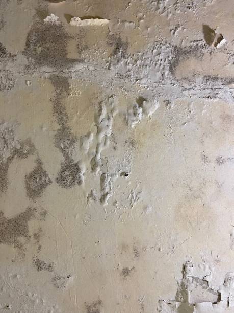 Best Attic Mold Removal  in Arabi, LA