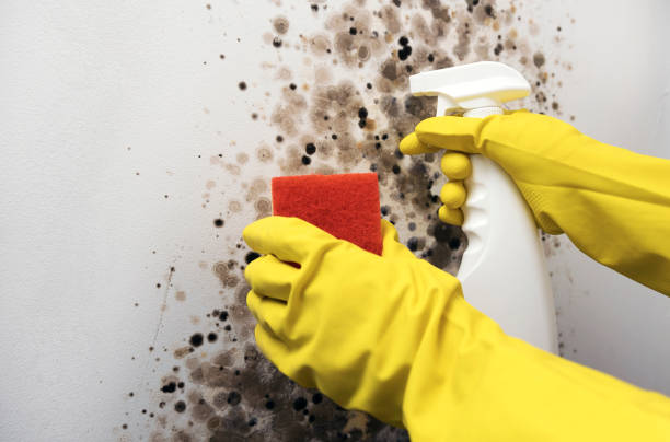 Best Local Mold Removal Service  in Arabi, LA