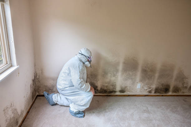 Best Mold Damage Repair  in Arabi, LA