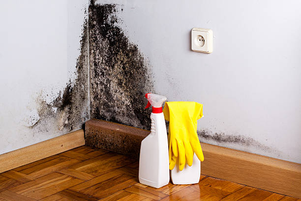 Best Mold Testing  in Arabi, LA
