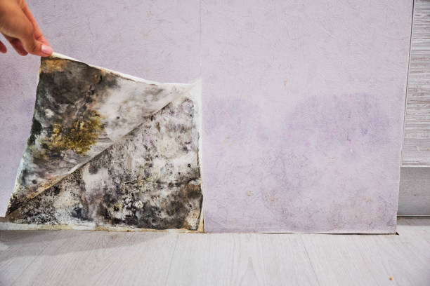 Best Commercial Mold Removal  in Arabi, LA